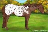Horse Color:Chestnut Appaloosa