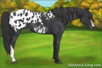 Horse Color:Black Near Leopard 