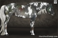 Horse Color:White Spotted Liver Chestnut Rabicano 
