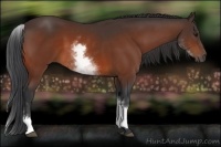 Horse Color:White Spotted Bay 