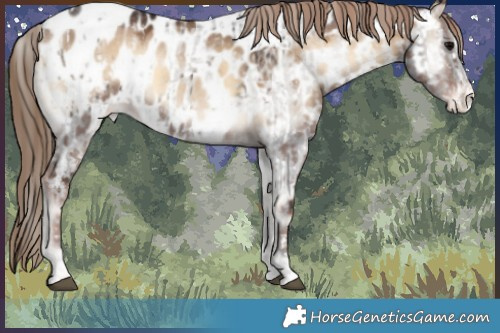 Horse Color:Smoky Blue Onyx Appaloosa  and Painted Liver Red Dun Onyx Sabino Splash Appaloosa 
