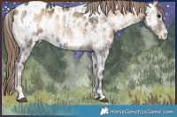 Horse Color:Smoky Blue Onyx Appaloosa and Painted Liver Red Dun Onyx Sabino Splash Appaloosa