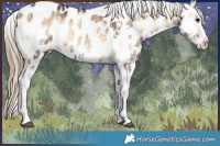 Horse Color:Smoky Blue Onyx Appaloosa and Painted Liver Red Dun Onyx Sabino Splash Appaloosa