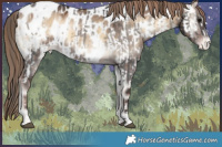 Horse Color:Smoky Blue Onyx Varnish  and Painted Liver Red Dun Onyx Sabino Splash Near Leopard 