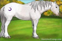 Horse Color:Bay Roan Appaloosa 