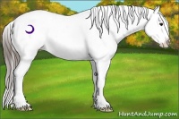 Horse Color:Buckskin Ice Appaloosa Rabicano