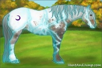 Horse Color:Thunderstruck Liver Chestnut Ice Appaloosa Rabicano