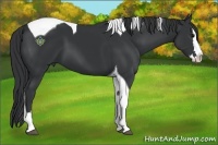 Horse Color:Black Splash Tobiano 
