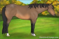 Horse Color:Buckskin 