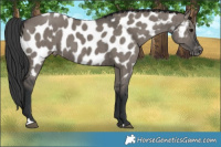 Horse Color:Grullo Near Leopard Brindle 