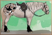 Horse Color:Chestnut Appaloosa 