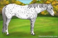 Horse Color:Blue Roan Splash Near Leopard 