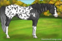 Horse Color:Blue Roan Splash Appaloosa