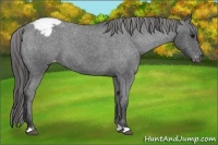 Horse Color:Blue Roan Varnish 