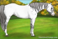 Horse Color:Blue Roan Splash Appaloosa