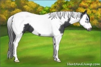Horse Color:Black Splash Tobiano Frame
