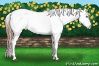 Horse Color:Red Dun Snowcap