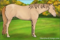 Horse Color:Gold Champagne 