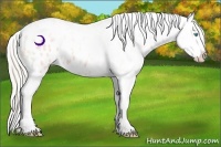 Horse Color:Plaid  Cremello Ice Dun Appaloosa 