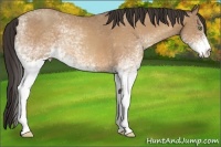 Horse Color:White Spotted Amber Champagne Rabicano