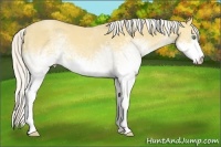 Horse Color:White Spotted Silver Classic Cream Champagne Dun Rabicano 