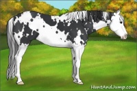 Horse Color:White Spotted Black Splash