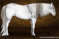Horse Color:White Spotted Smoky Black Splash Appaloosa 