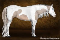 Horse Color:Buckskin Splash Tobiano Appaloosa 