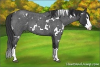 Horse Color:White Spotted Blue Roan Splash 
