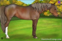 Horse Color:Liver Chestnut 