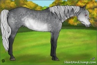 Horse Color:Silver Brown Chinchilla 