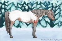 Horse Color:Brown Appaloosa 