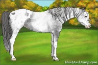 Horse Color:White Spotted Blue Roan Splash Appaloosa