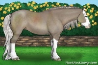 Horse Color:Silver Grullo Splash