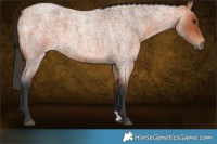 Horse Color:Brown Roan 