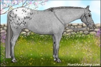 Horse Color:Blue Roan Appaloosa 