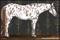 Horse Color:Chestnut Frame Appaloosa 