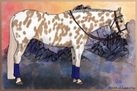 Horse Color:Palomino Appaloosa