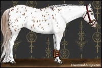 Horse Color:Chestnut Appaloosa 