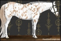 Horse Color:White Spotted Chestnut Pearl Appaloosa 