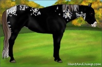 Horse Color:White Spotted Liver Red Dun Ice Splash Rabicano 