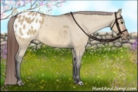 Horse Color:Bay Dun Appaloosa 