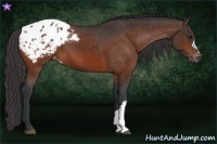 Horse Color:Bay Appaloosa