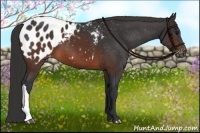 Horse Color:Brown Appaloosa