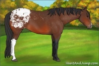 Horse Color:Bay Appaloosa