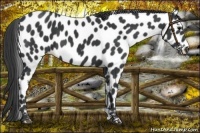 Horse Color:Black Leopard 