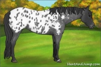 Horse Color:Blue Roan Near Leopard 