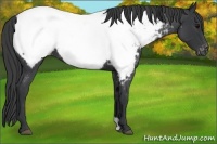 Horse Color:Blue Roan Appaloosa
