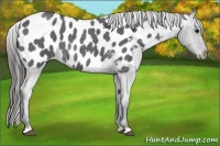 Horse Color:Blue Roan Appaloosa 