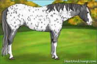 Horse Color:Blue Roan Splash Near Leopard